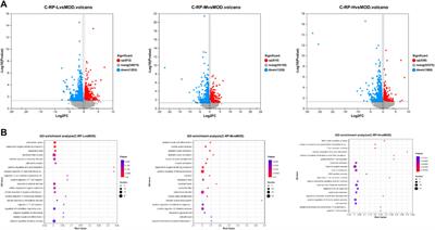 Efficacy and mechanism of retinyl palmitate against UVB-induced skin photoaging